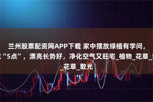 兰州股票配资网APP下载 家中摆放绿植有学问，注意“5点”，漂亮长势好，净化空气又旺宅_植物_花草_散光